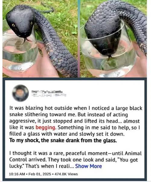 Wild Snake “Begged” Me For Some Water. When Animal Control Realizes Why, They Say, “You Got Lucky!”