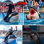 Coach Orca is Destroy by this thing while…