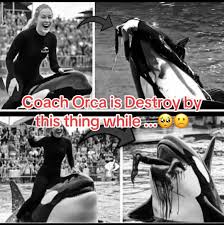 Coach Orca is Destroy by this thing while..!!