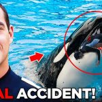 N61 Coach Orca is Destroy by this thing while…