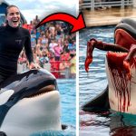 “Coach Orca Is Destroyed by This Thing While Caught on Video…!!!